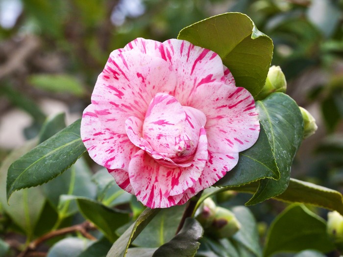 Pink and white camellia flower with green leaves