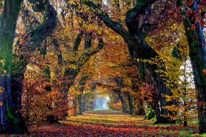 Autumn tree avenue with fallen leaves