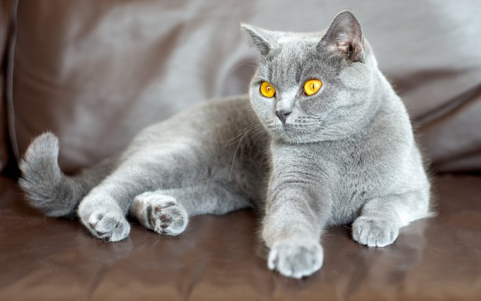 A grey British Shorthair cat with yellow eyes