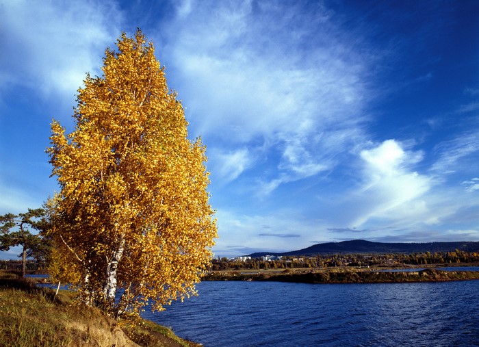 Autumn tree by a river under a blue sky