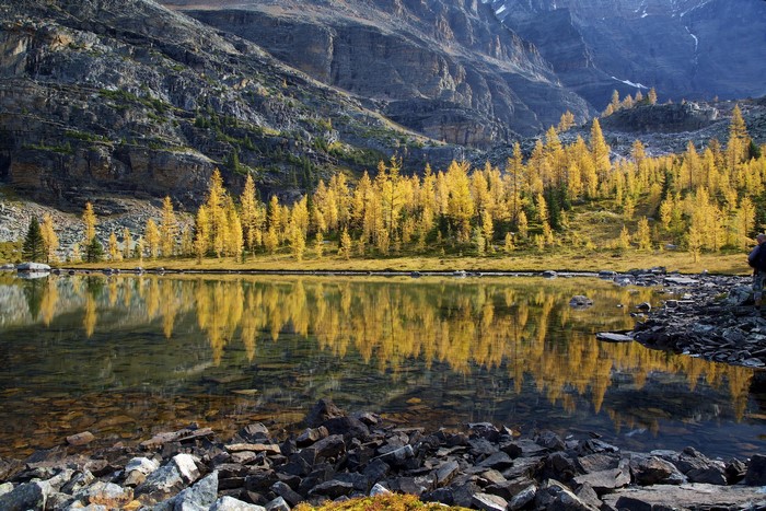 Autumn Larches Reflecting in a Mountain Lake