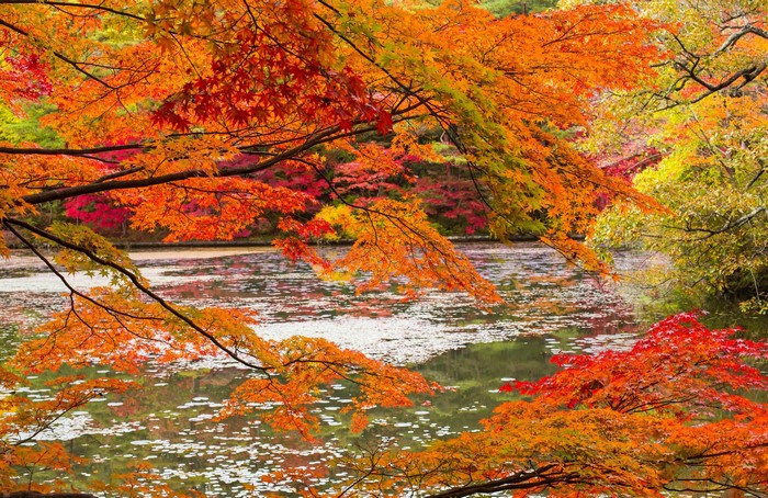 Autumn leaves over a pond with reflections
