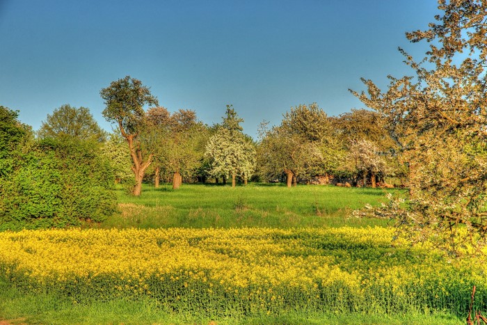 Field of yellow flowers with trees and blue sky