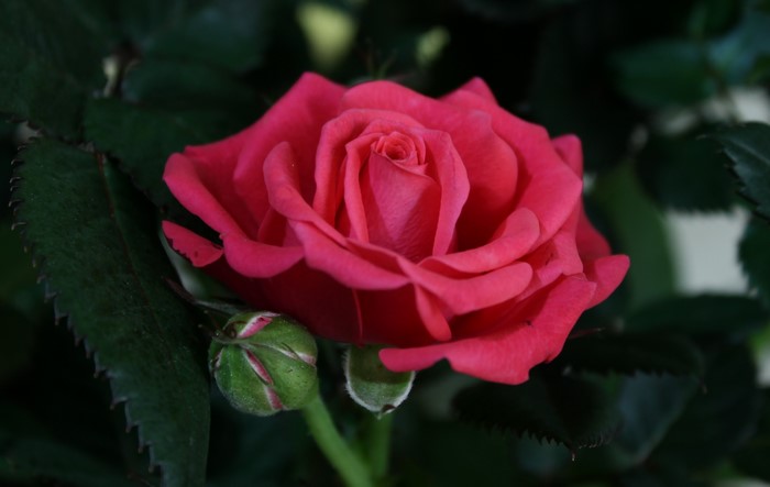 Close-up of a pink rose with a bud