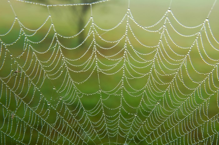 Spider web with dew drops