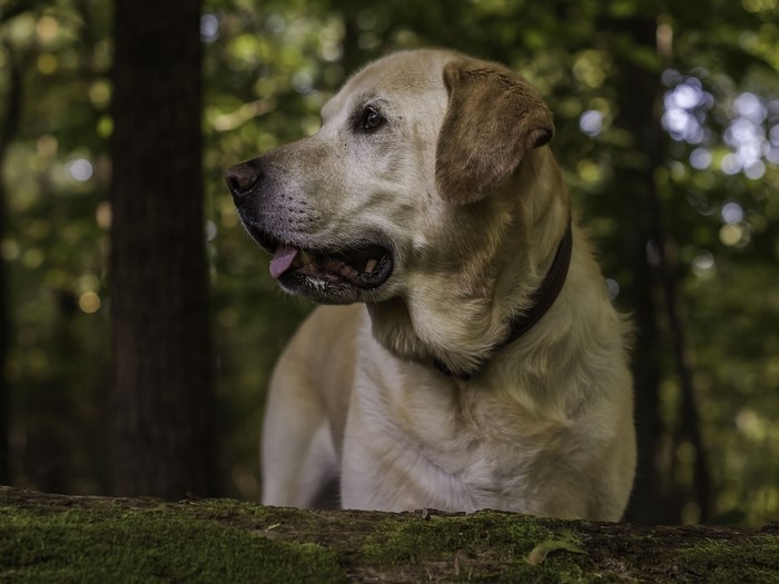 Yellow Labrador Retriever dog in a forest