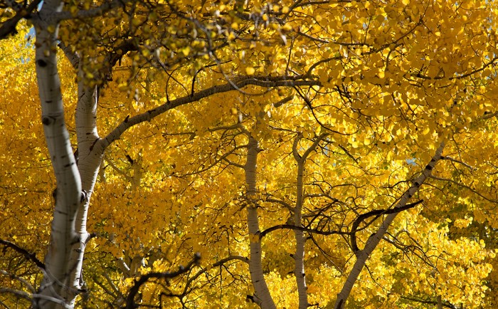 Aspen trees with bright yellow autumn leaves