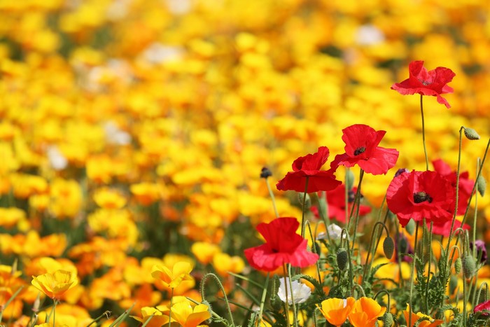Field of Red and Yellow Poppies