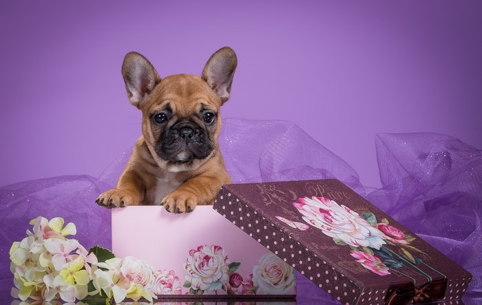 French Bulldog puppy in a gift box with flowers