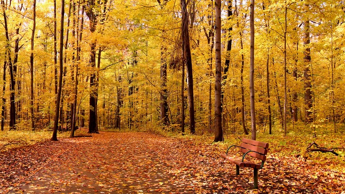 Autumn forest path with a bench and fallen leaves