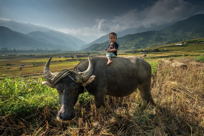 Boy riding a water buffalo in a field with mountains