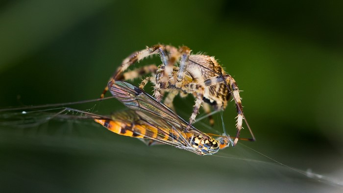 Spider catching a fly in a web