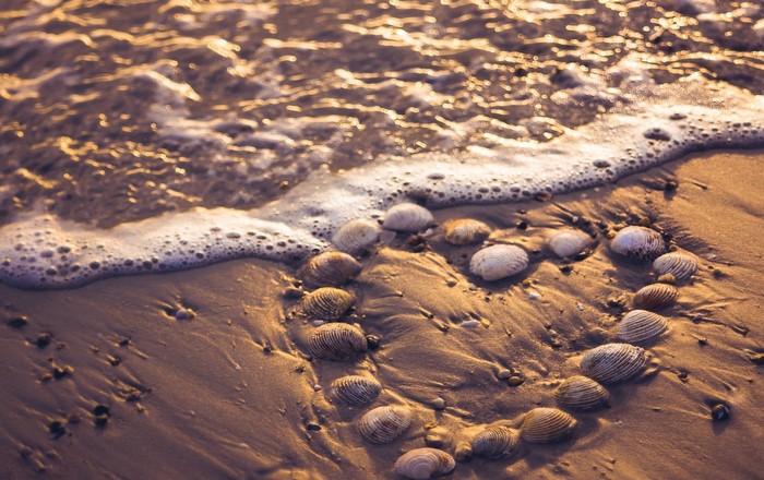 Heart shape made of shells on a sandy beach with waves