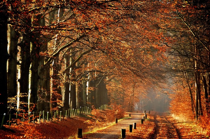 Autumn tree avenue with fallen leaves and fog