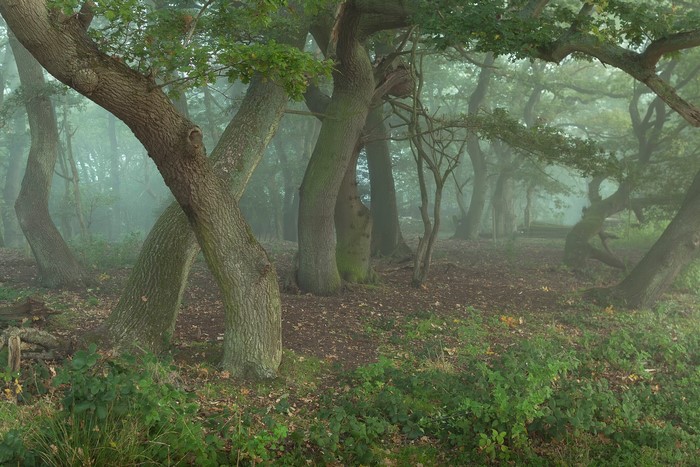 Misty forest with gnarled oak trees and green undergrowth
