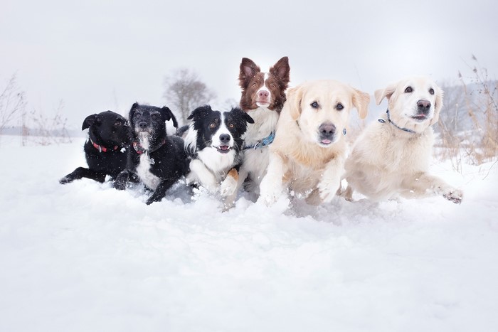 Group of dogs running in the snow