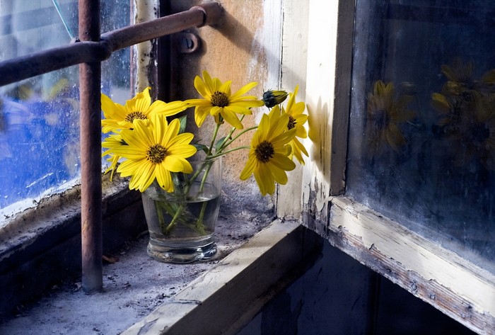 Yellow flowers in a vase on a windowsill