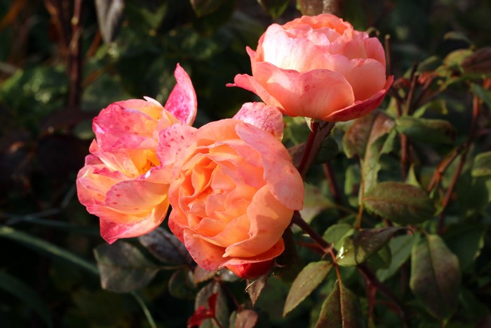 Three pink and orange roses
