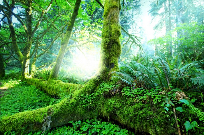 Mossy fallen tree in a sunlit forest