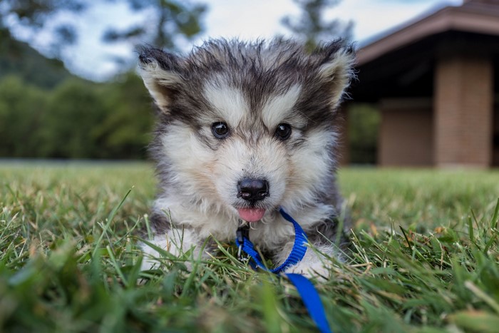 Husky puppy with blue leash on grass