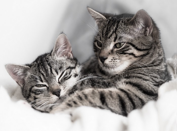 Two tabby kittens resting together
