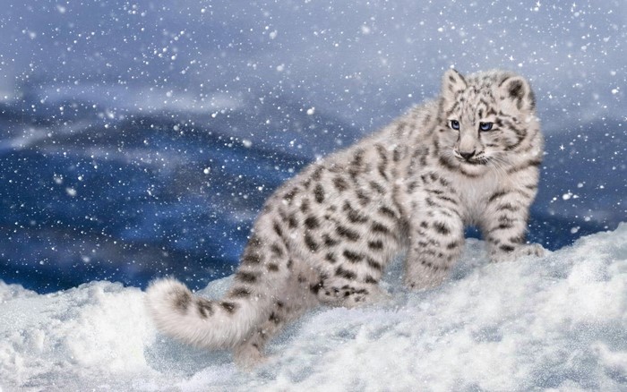 Snow leopard cub in a snowy landscape