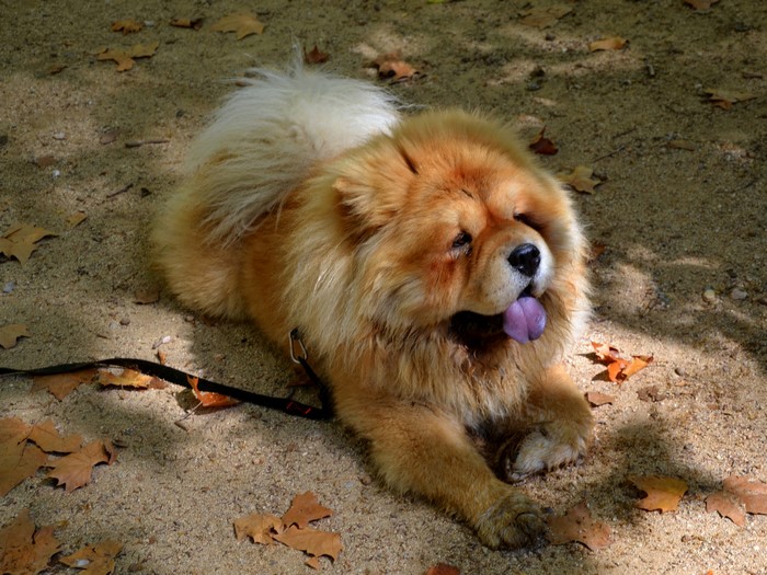 Chow Chow dog lying on the ground with tongue out