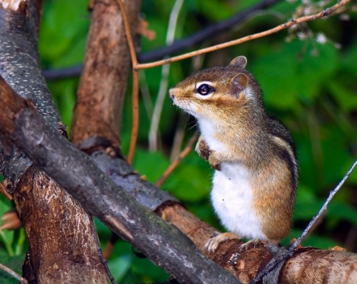 Chipmunk sitting on a tree branch