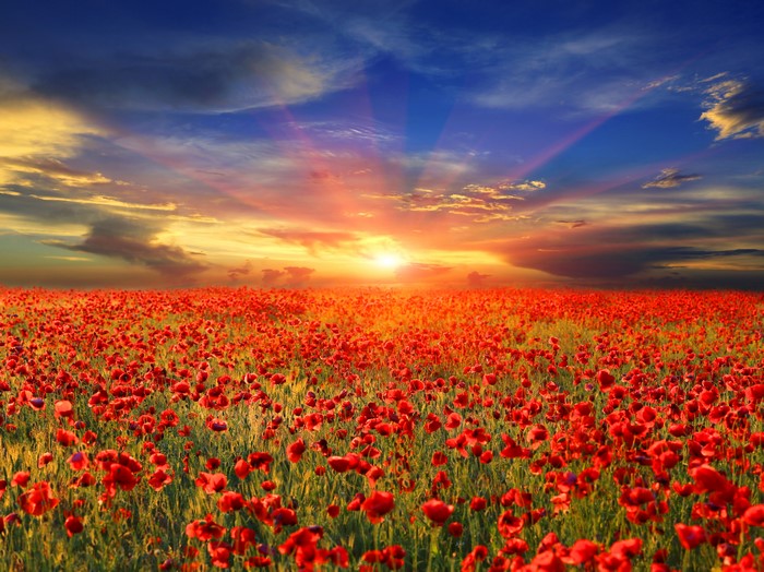 Field of Red Poppies at Sunrise