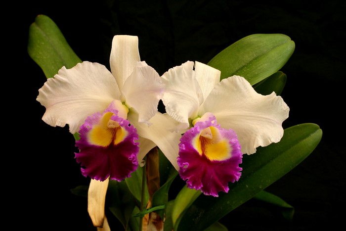 Two white Cattleya orchids with purple and yellow centers