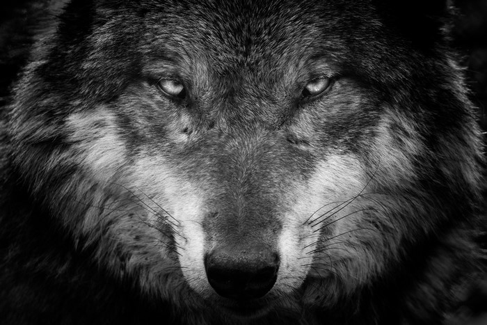Close-up of a wolf's intense gaze