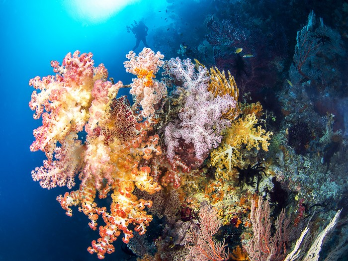 4K Underwater World with Corals and Fish