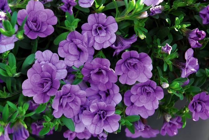 Double Violet Calibrachoa Flowers