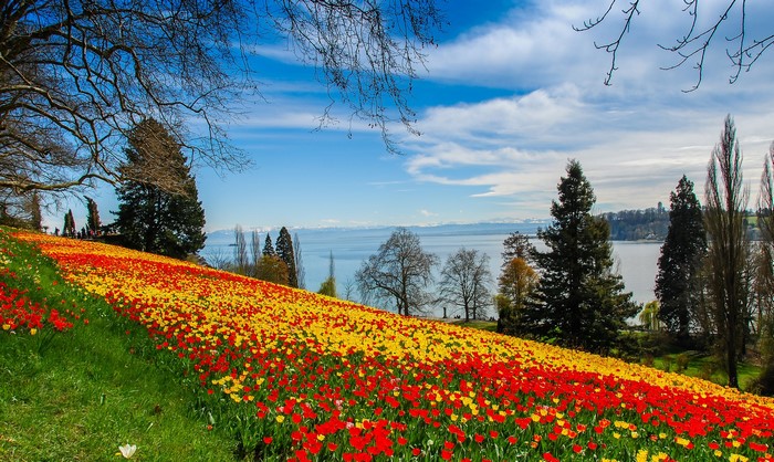 Field of Tulips by a Lake with Mountains