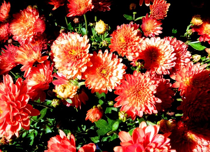 Close-up of many orange and red chrysanthemums