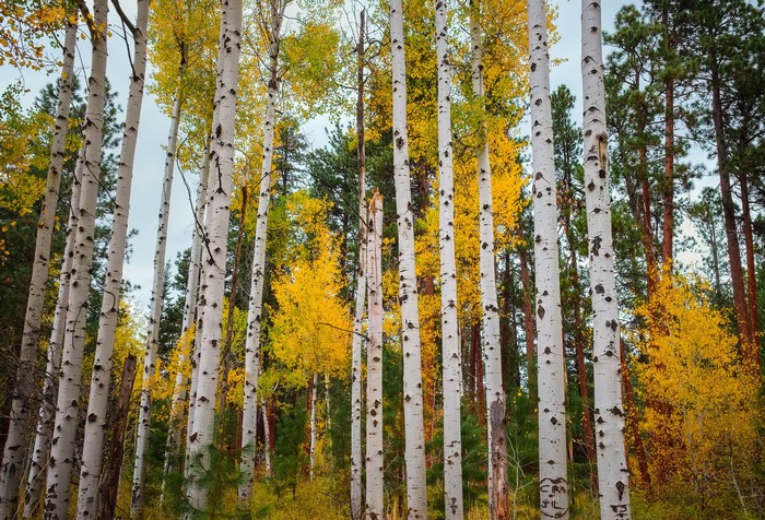 Aspen trees in autumn forest, Colorado, USA