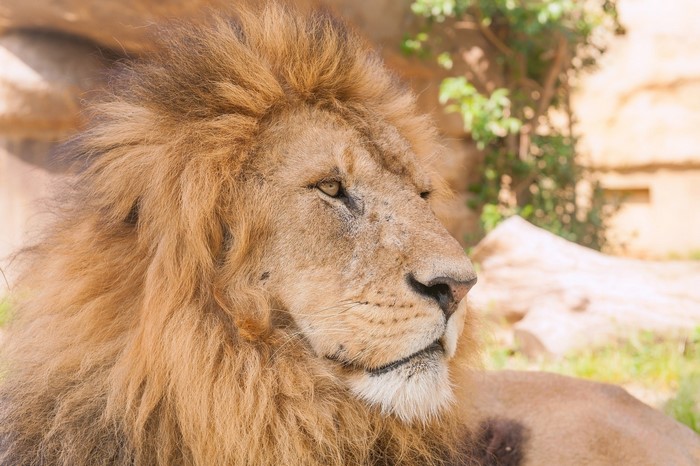 Close-up of a male lion's face