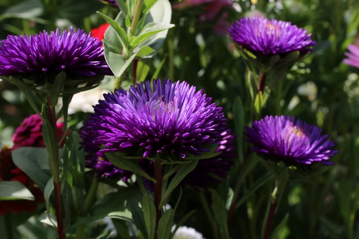 4K Asters Closeup Violet