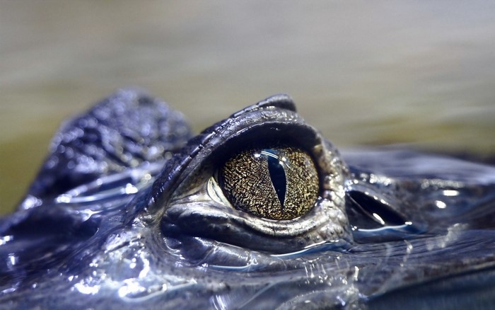 Close-up of a Crocodile's Eye