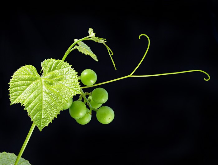 Green grapes on a vine with leaves and tendrils