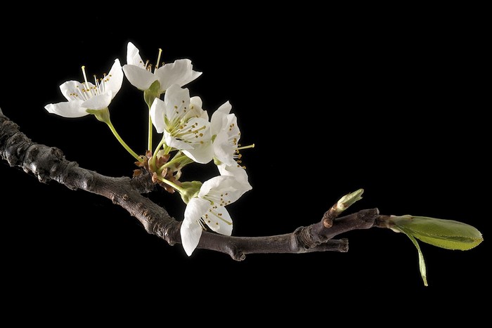 White cherry blossoms on a dark branch