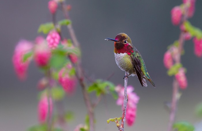 Anna's Hummingbird perched on a branch with pink flowers