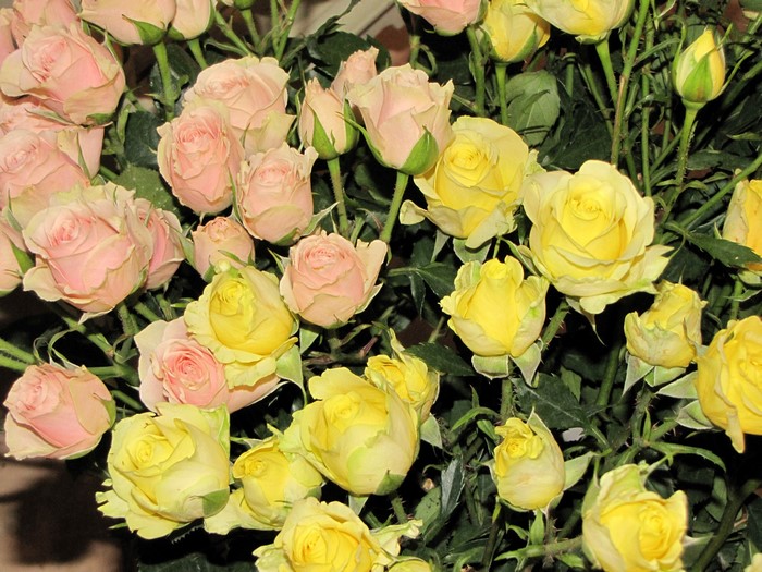 Bouquet of pink and yellow roses