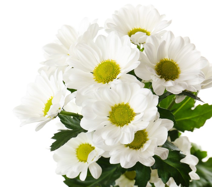 White Chrysanthemums Closeup