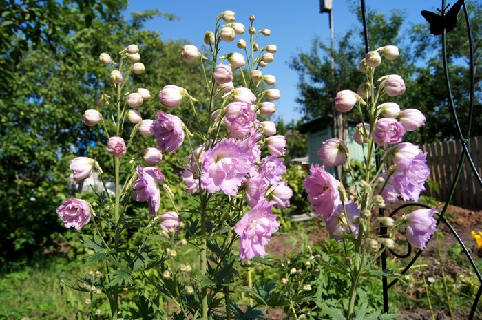Pink Delphinium flowers in a garden