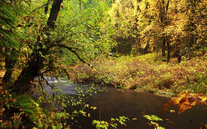 Autumn forest with a river