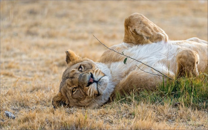 Lion lying on dry grass