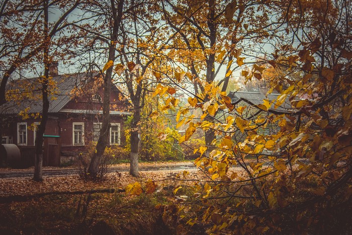 Autumn scene with houses and trees
