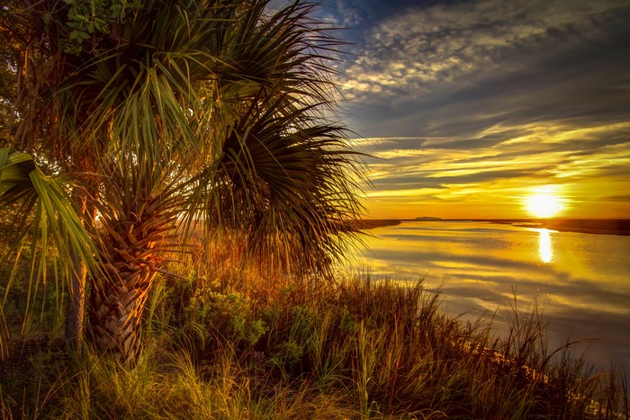 Sunset over river with palm trees and marsh grass