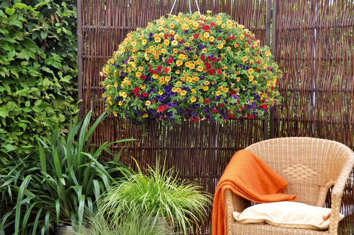 Hanging basket of Calibrachoa flowers with armchair